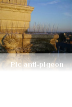 Pic anti-pigeon